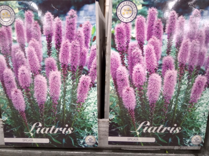 <h4>Liatris spicata</h4>