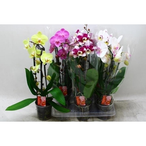 PHAL EL CASCADE