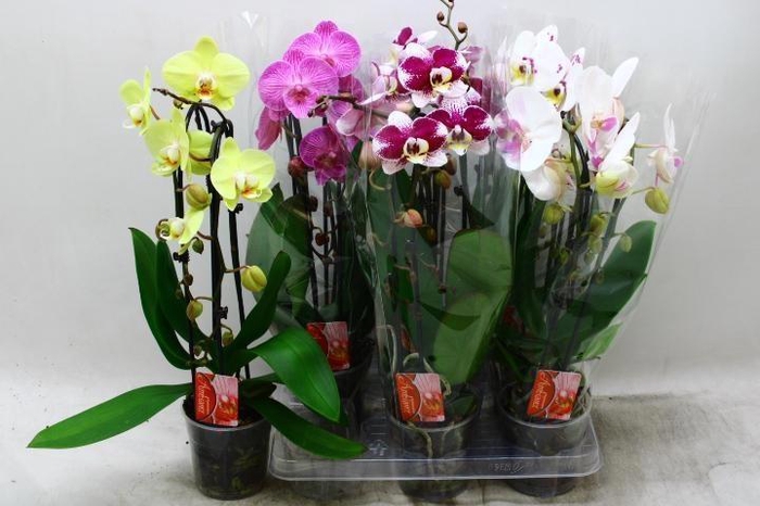 <h4>PHAL EL CASCADE</h4>