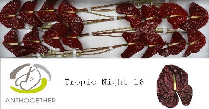 <h4>Anth A Tropic Night 11 cm X16 Oosterzon</h4>