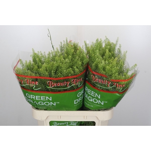 Lepidium Green Dragon