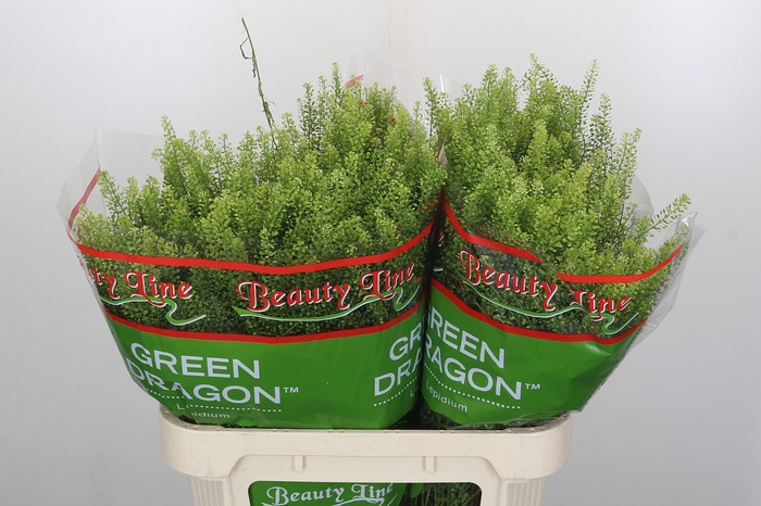 <h4>Lepidium Green Dragon</h4>