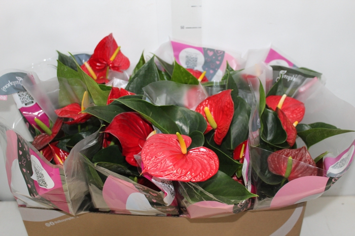 <h4>ANTHURIUM RED SUCCESS P15</h4>