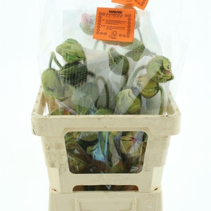 Papa Pizzicato Super