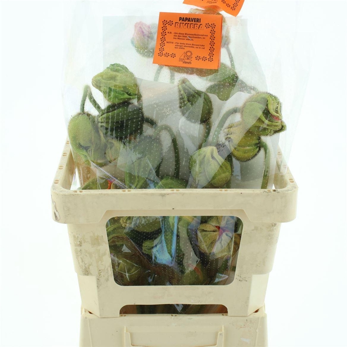 <h4>Papa Or Pizzicato Super</h4>