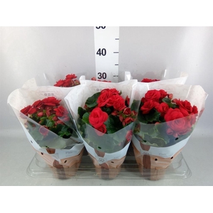 Begonia elat. DU 'Halo'