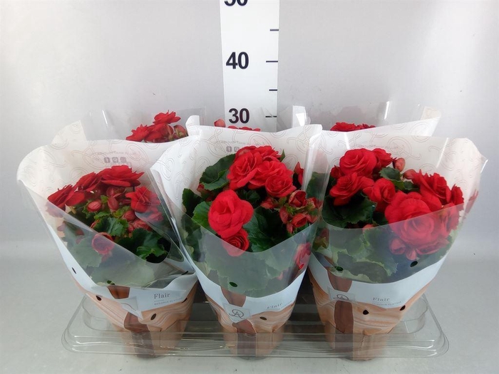 <h4>Begonia elat. DU 'Halo'</h4>