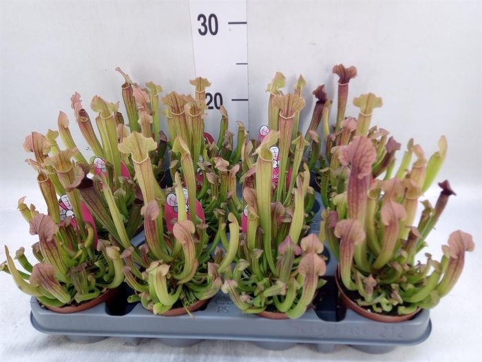 <h4>Vleesetende planten</h4>