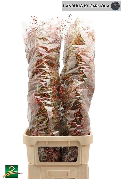 <h4>ROSA CORALLO</h4>