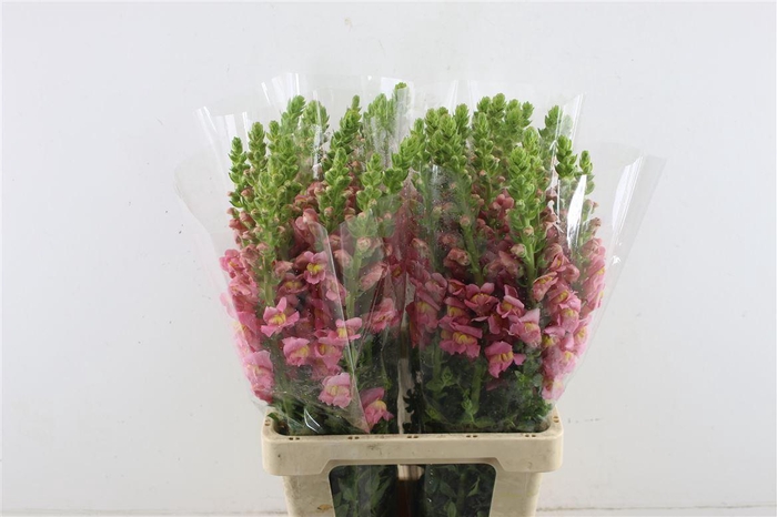 <h4>Antir Poto Pink</h4>