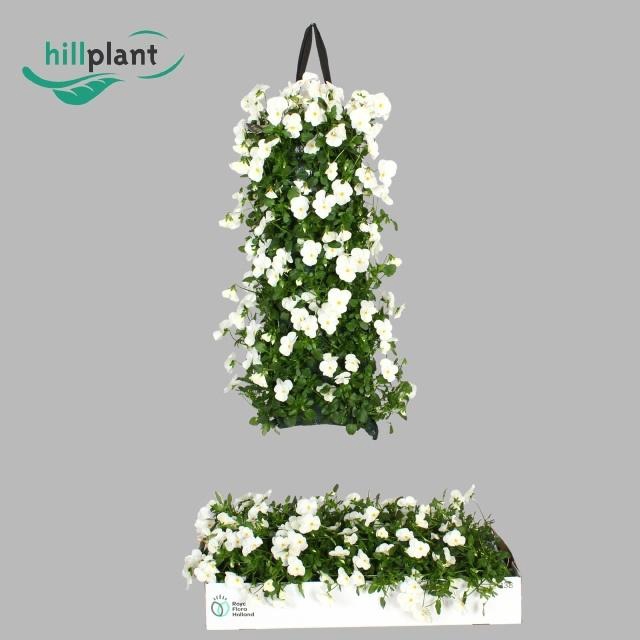 <h4>VIO CO EM WHITE</h4>