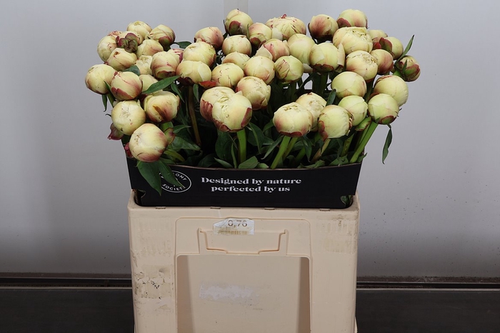 <h4>Paeonia Dr F.g. Brethour</h4>