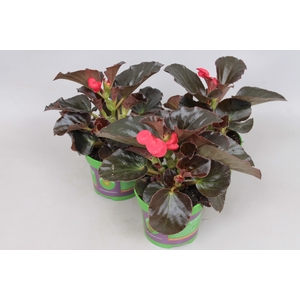 Begonia Big Bronze Leaf Red
