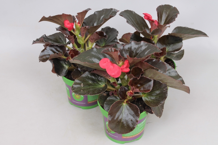 <h4>Begonia Big Bronze Leaf Red</h4>