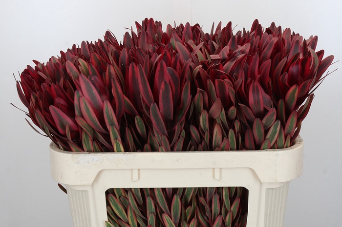 Leucadendron Jester