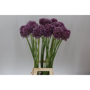 Allium Jasmine