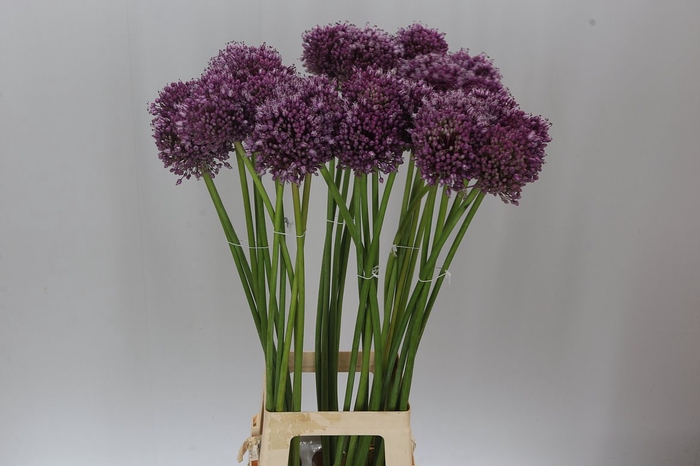 <h4>Allium Jasmine</h4>