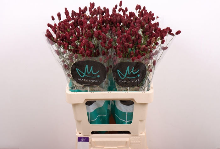 <h4>SANG OF RED DREAM</h4>