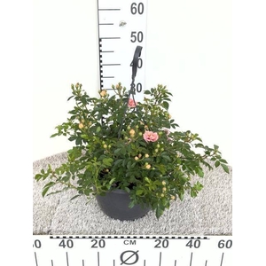 ROSA OV