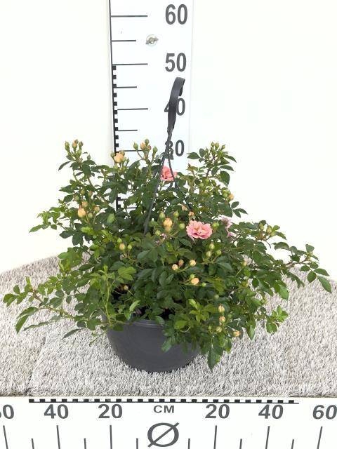 <h4>ROSA OV</h4>