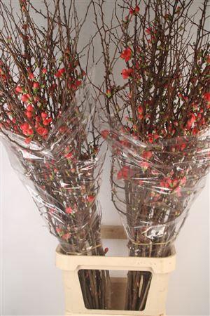 <h4>Chaenomeles Superba</h4>