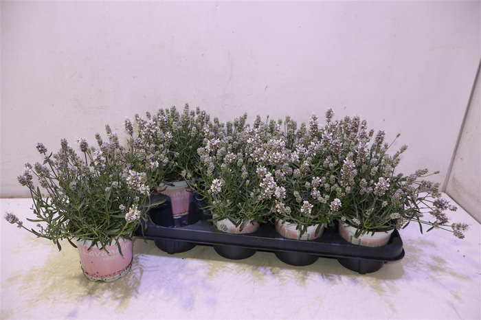 <h4>Lavan An Rosea</h4>