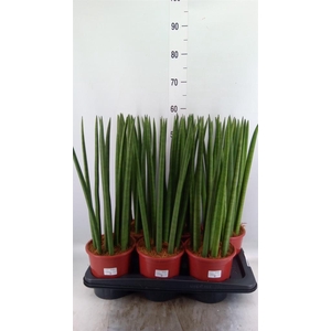 Sansevieria cyl.  ...