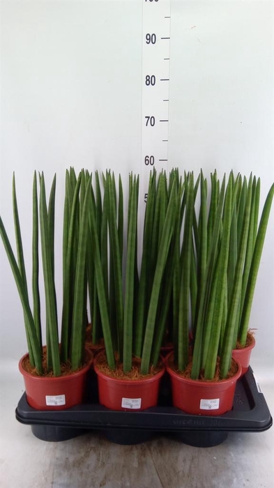 <h4>Sansevieria cyl.  ...</h4>