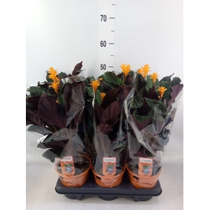 Calathea crocata 'Tassmania'