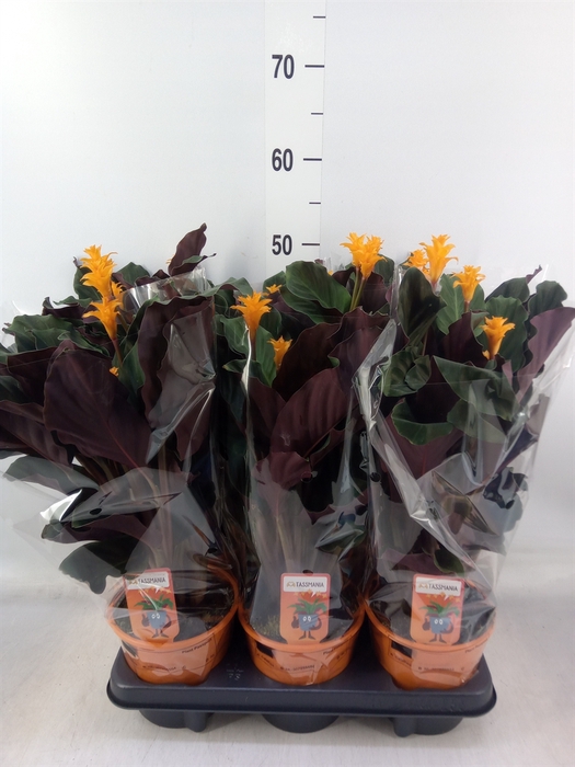 <h4>Calathea crocata 'Tassmania'</h4>