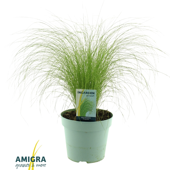 <h4>Stipa ten Ponytails</h4>