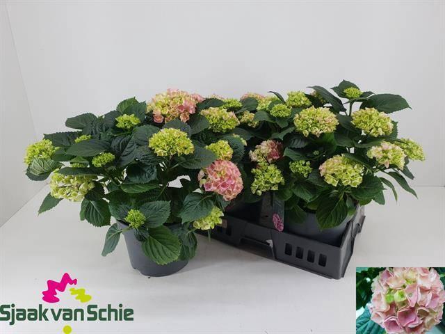 <h4>HYDR M HI RIVER</h4>