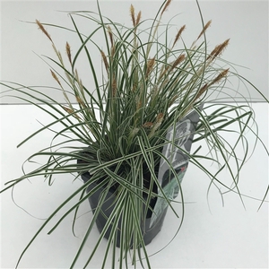 Graminées Carex 'Everest'