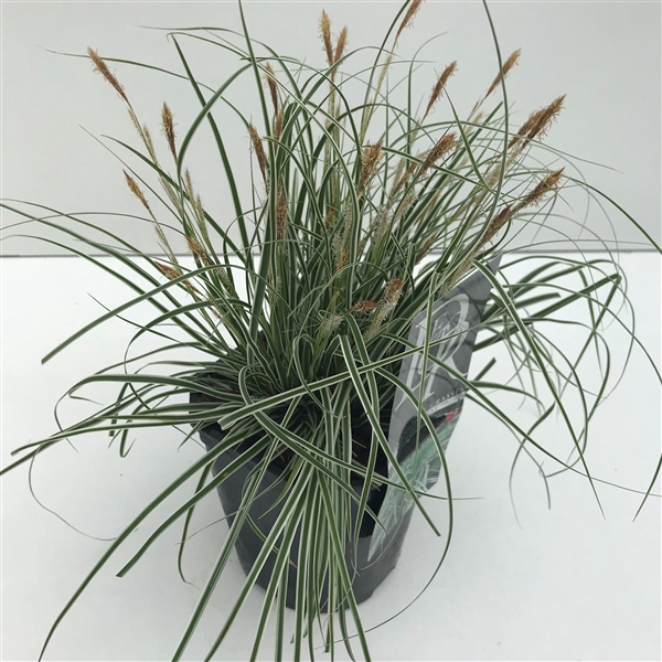 <h4>Carex 'Everest'</h4>