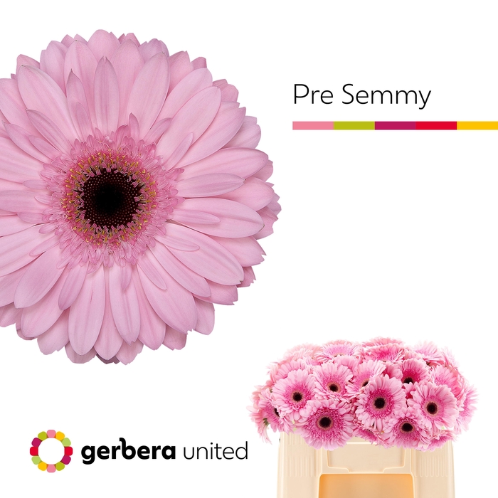 <h4>GE GR PRE-SEMMY</h4>