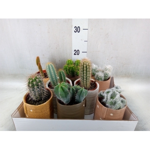 Cactus   ...