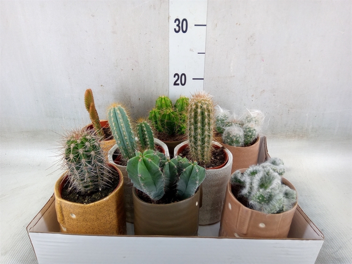 <h4>Cactus   ...</h4>