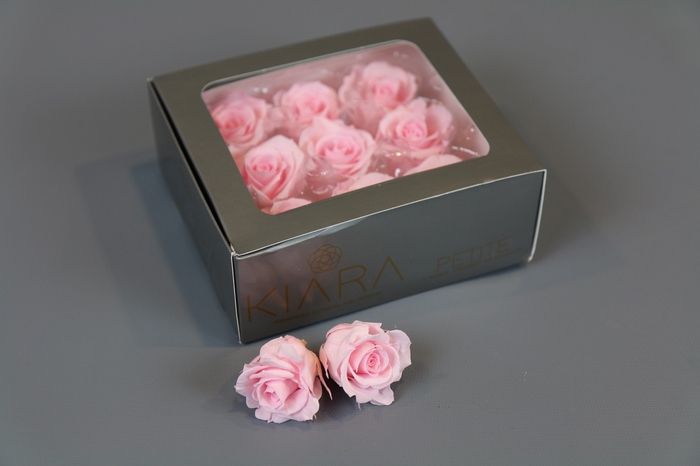 Rosa Preserved Bridal Pink Petite