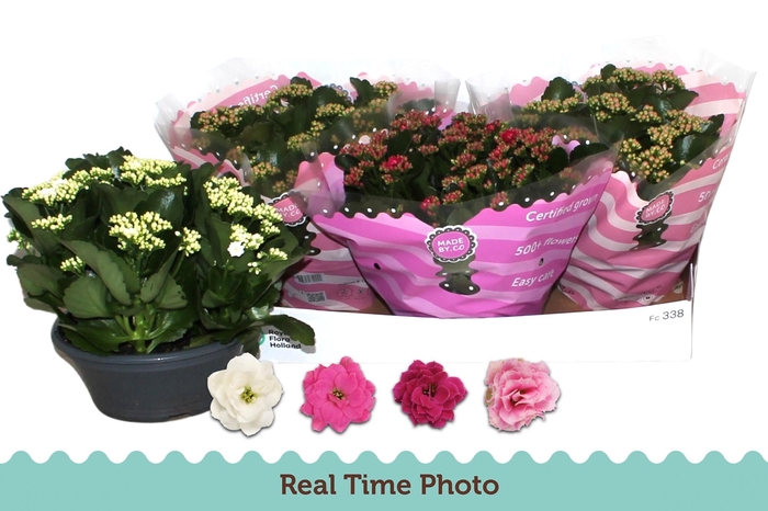 <h4>KAL GE GEM 4 KL</h4>