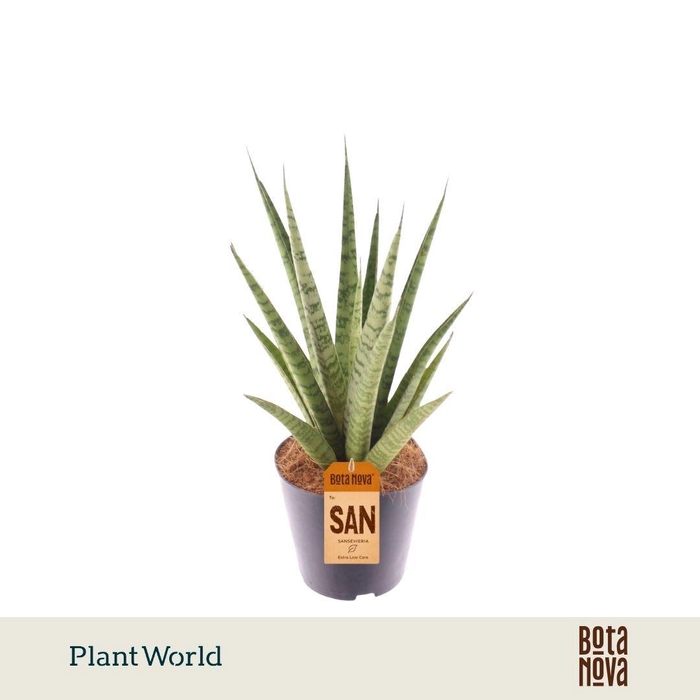 <h4>Sansevieria 'trifciata' Pineapple P12</h4>