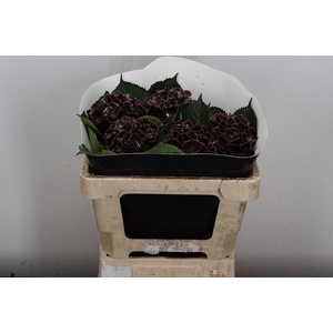 Hydr Wx (55cm) Aubergine