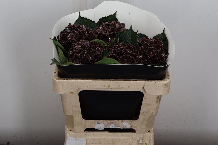 <h4>Hydr Wx (55cm) Aubergine</h4>