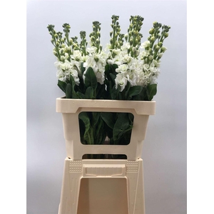 MATTHIOLA IRON WHITE