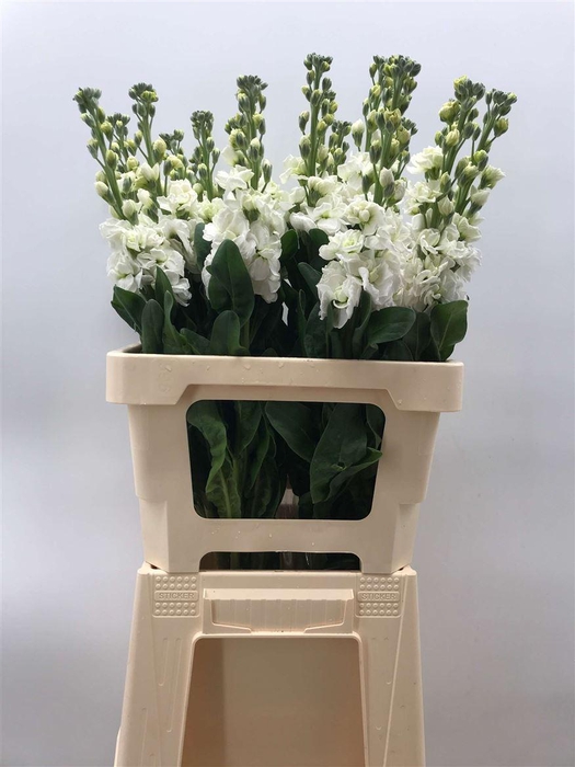 <h4>MATTHIOLA IRON WHITE</h4>