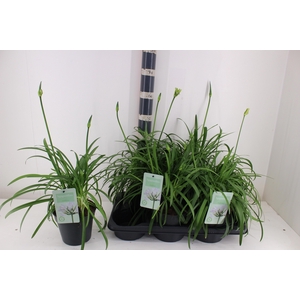 AGAPA SUMMER LOVE WH