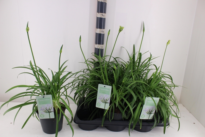 <h4>AGAPA SUMMER LOVE WH</h4>