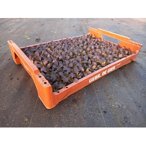 de Gier Groenteplanten 016 Bladgewas Salanova sla rood - 140 planten