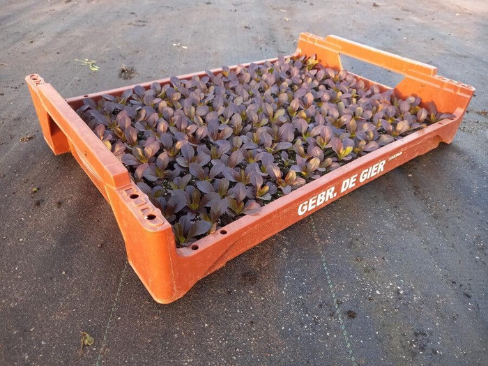 <h4>de Gier Groenteplanten 016 Bladgewas Salanova sla rood - 140 planten</h4>