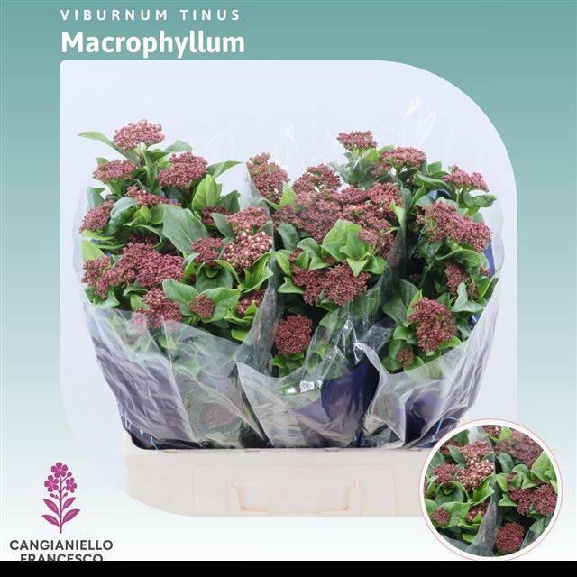 <h4>VIBUR T MACROPHYLLUM</h4>