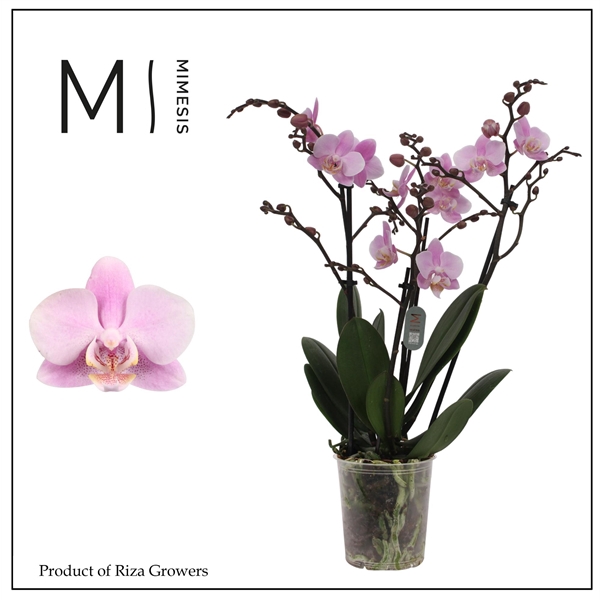 <h4>Mimesis Phal. Beaution - 4 spike 12cm</h4>